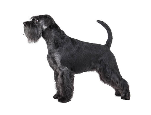 Standard schnauzer guard sales dog